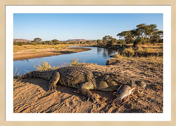 Nile Crocodile With Catch