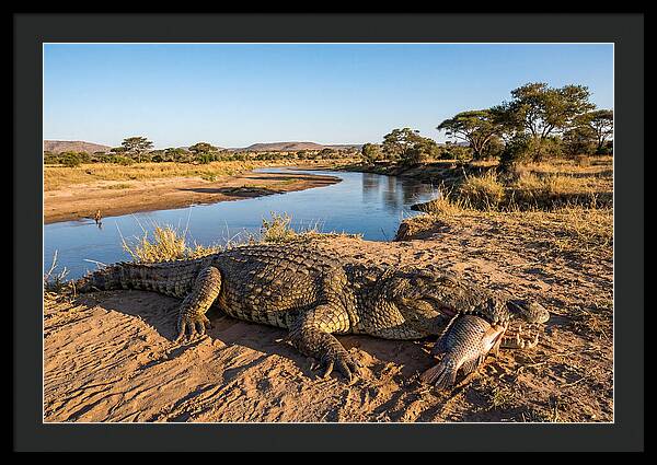 Nile Crocodile With Catch