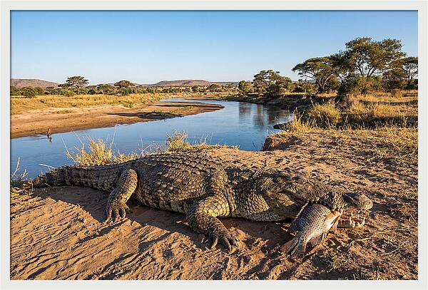 Nile Crocodile With Catch