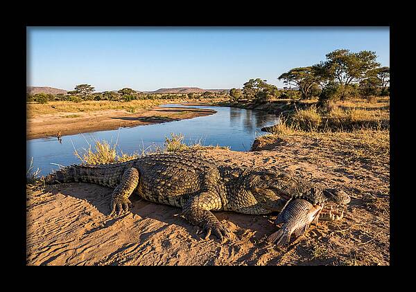 Nile Crocodile With Catch