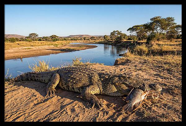 Nile Crocodile With Catch