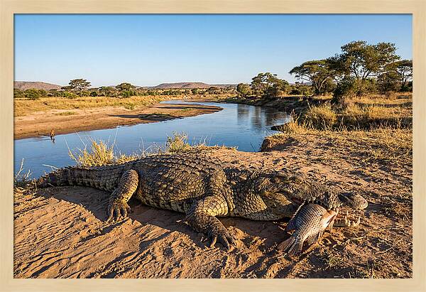 Nile Crocodile With Catch