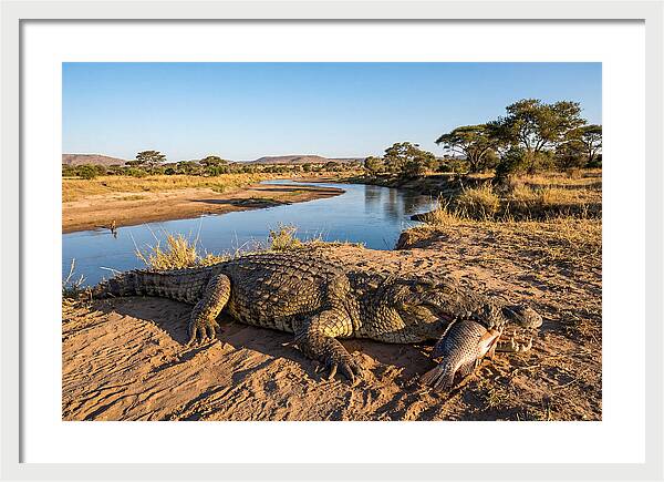 Nile Crocodile With Catch