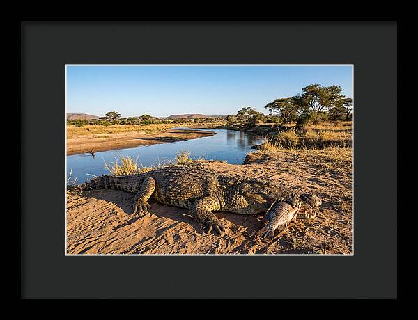 Nile Crocodile With Catch