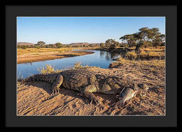 Nile Crocodile With Catch