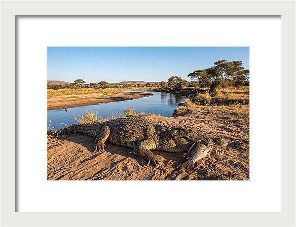 Nile Crocodile With Catch