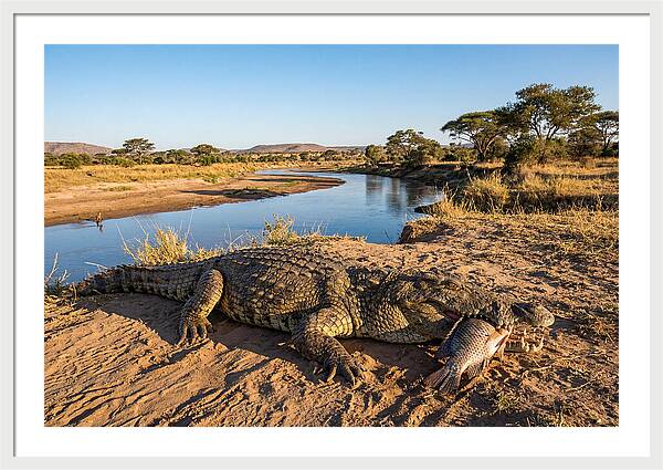 Nile Crocodile With Catch