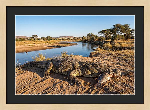 Nile Crocodile With Catch