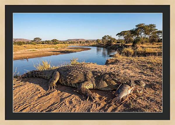Nile Crocodile With Catch