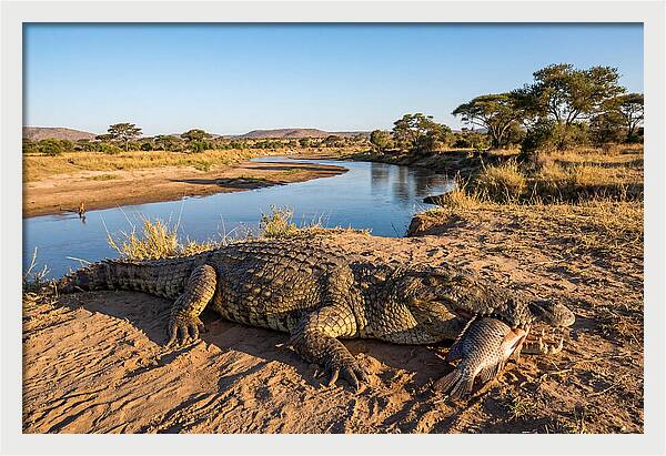 Nile Crocodile With Catch