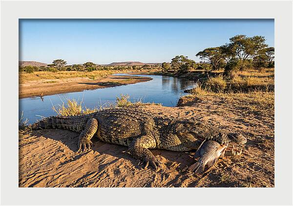 Nile Crocodile With Catch