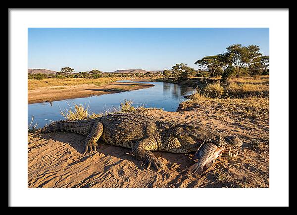 Nile Crocodile With Catch