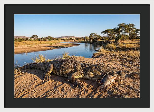 Nile Crocodile With Catch