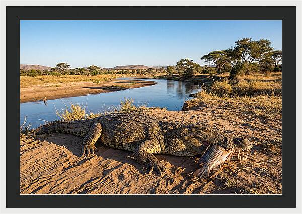 Nile Crocodile With Catch