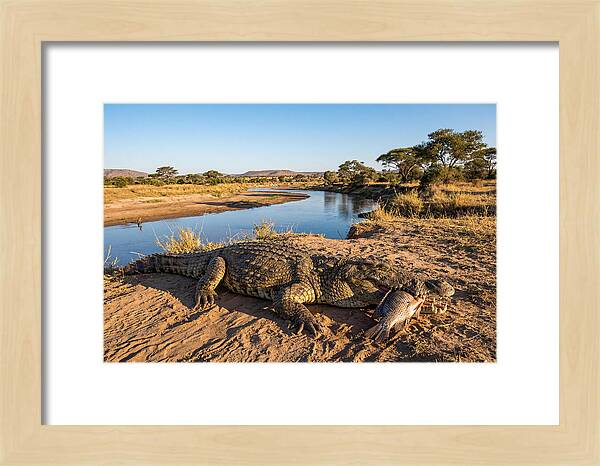 Nile Crocodile With Catch