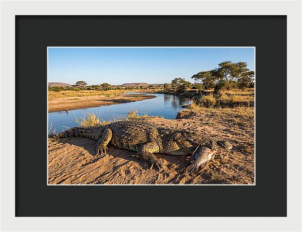 Nile Crocodile With Catch