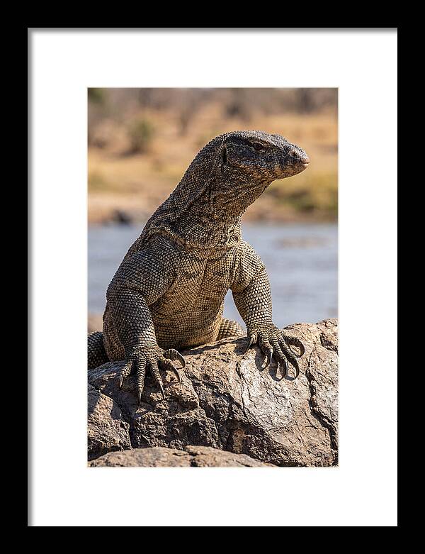 Nile Monitor Climbing On Rocks