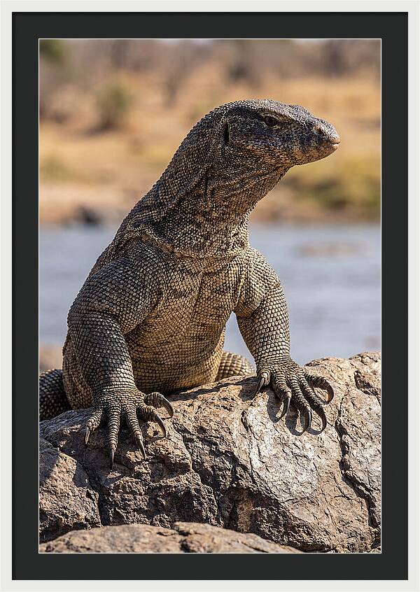 Nile Monitor Climbing On Rocks