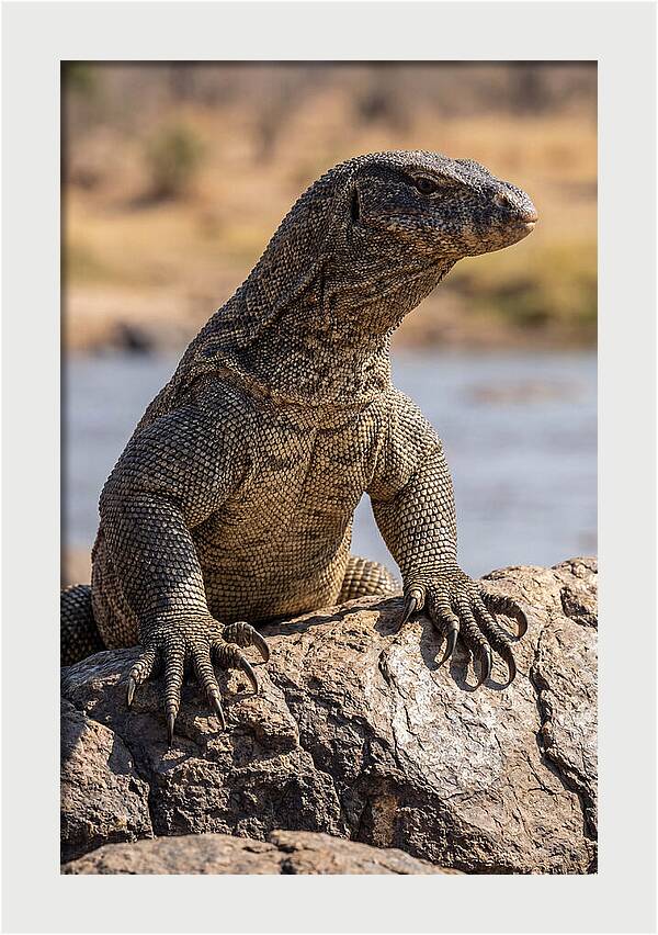 Nile Monitor Climbing On Rocks