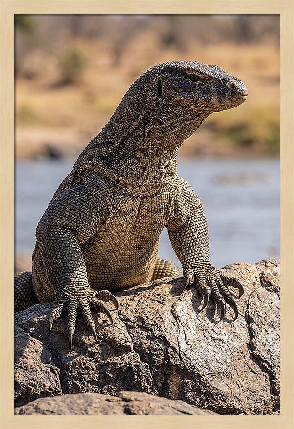 Nile Monitor Climbing On Rocks