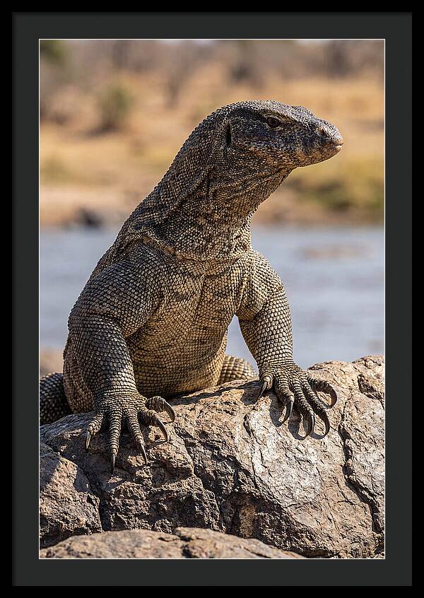 Nile Monitor Climbing On Rocks