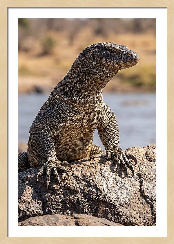 Nile Monitor Climbing On Rocks