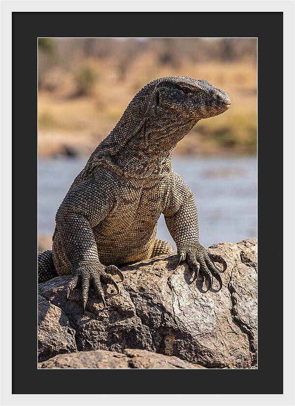 Nile Monitor Climbing On Rocks