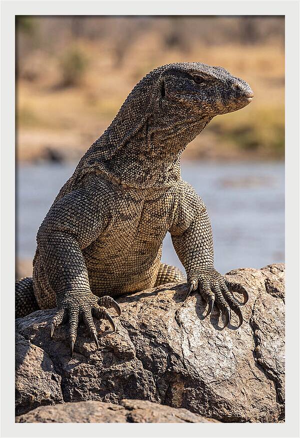 Nile Monitor Climbing On Rocks