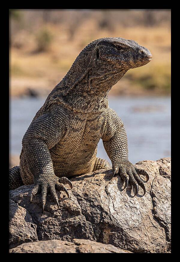 Nile Monitor Climbing On Rocks