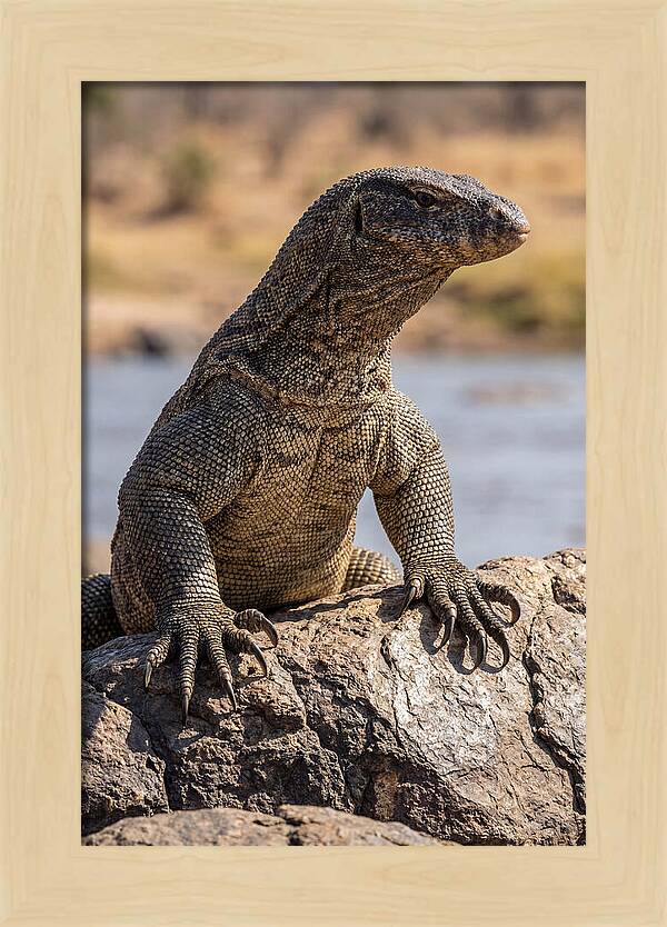 Nile Monitor Climbing On Rocks