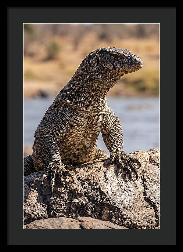 Nile Monitor Climbing On Rocks
