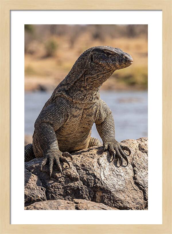 Nile Monitor Climbing On Rocks