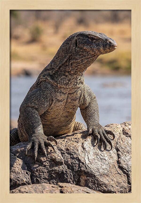 Nile Monitor Climbing On Rocks