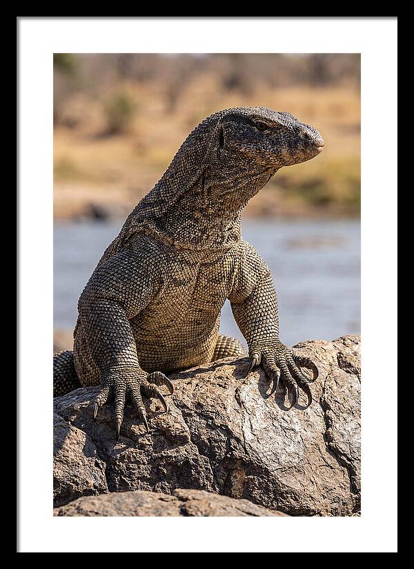 Nile Monitor Climbing On Rocks