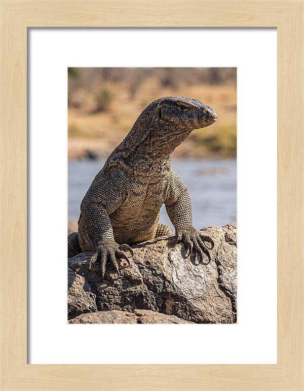 Nile Monitor Climbing On Rocks