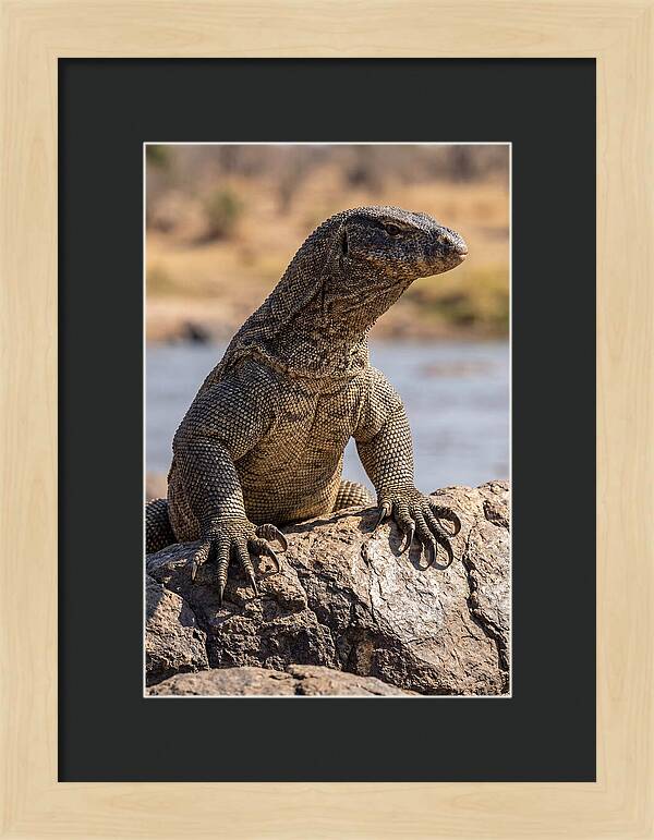 Nile Monitor Climbing On Rocks