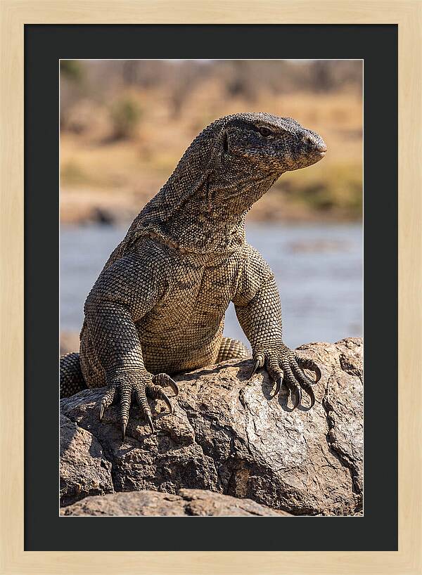 Nile Monitor Climbing On Rocks