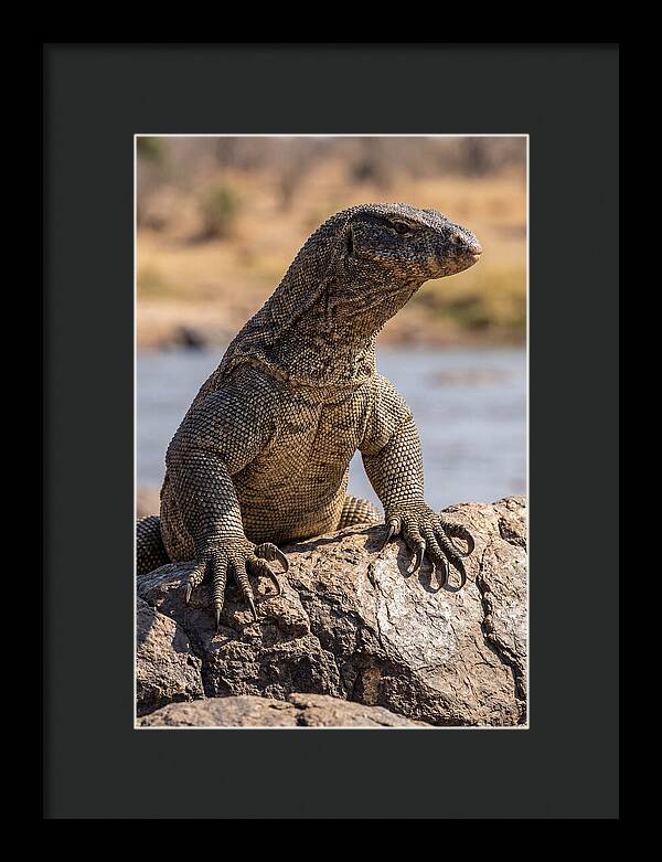Nile Monitor Climbing On Rocks