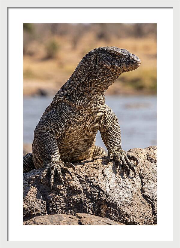 Nile Monitor Climbing On Rocks