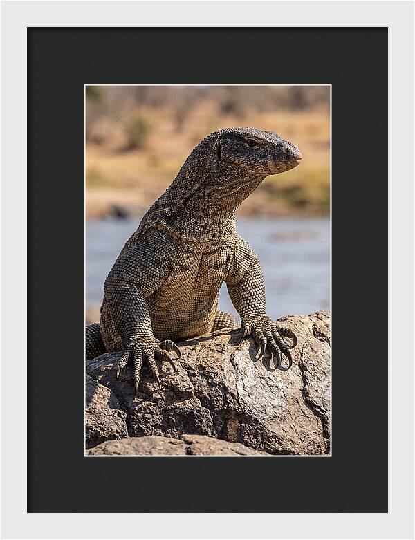 Nile Monitor Climbing On Rocks