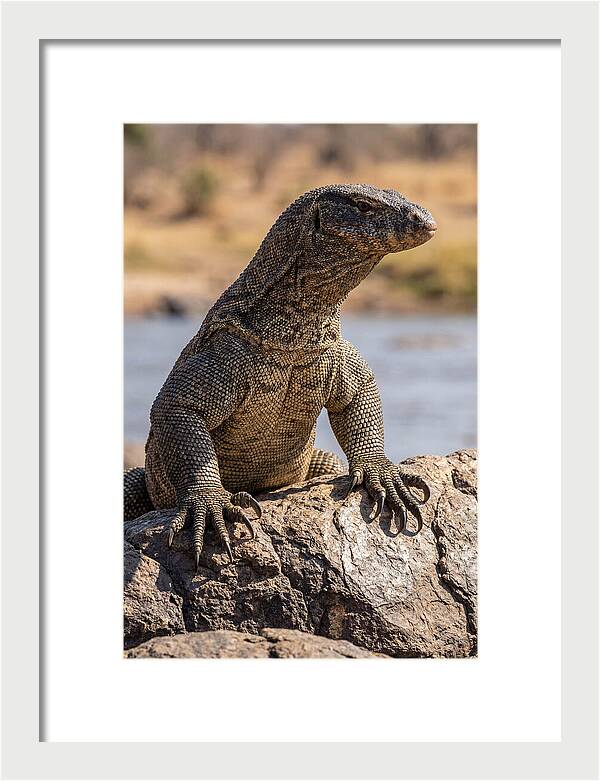 Nile Monitor Climbing On Rocks