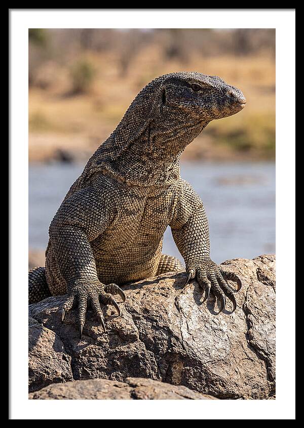 Nile Monitor Climbing On Rocks
