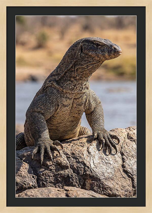 Nile Monitor Climbing On Rocks