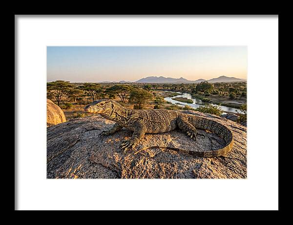 Nile Monitor Resting On Rock