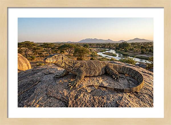 Nile Monitor Resting On Rock