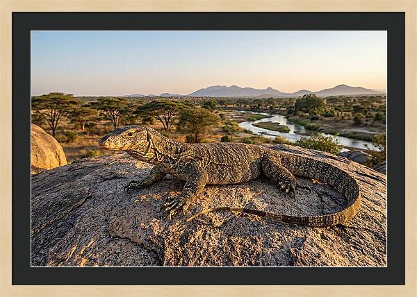 Nile Monitor Resting On Rock