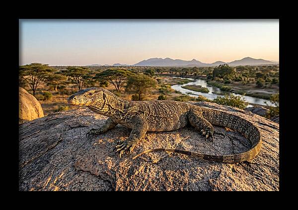 Nile Monitor Resting On Rock