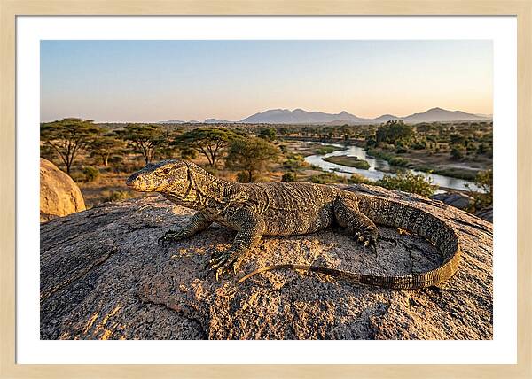 Nile Monitor Resting On Rock