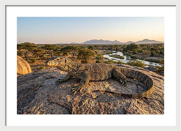 Nile Monitor Resting On Rock