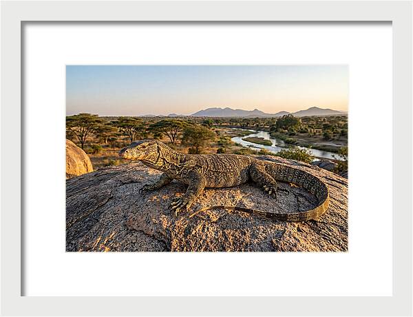 Nile Monitor Resting On Rock